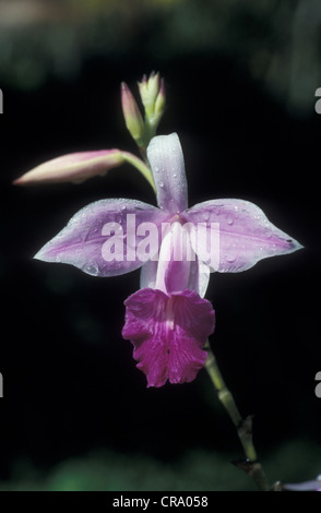 Bamboo Orchid, Arundinaria graminifolia, Sri Lanka Stock Photo