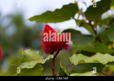 Achiote (Bixa orellana) Stock Photo