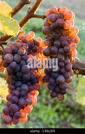 Vineyard grapes on the vine Stock Photo