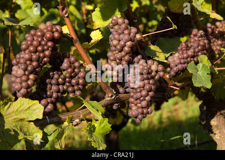 Vineyard grapes on the vine Stock Photo