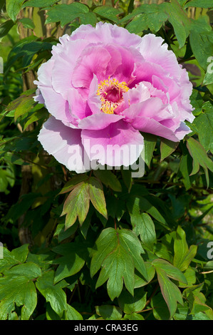 pink tree peony flower head Stock Photo