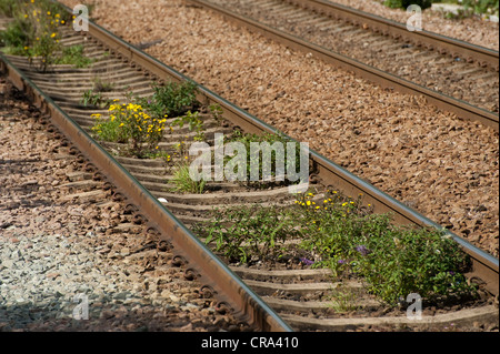 Weeds and vegetation growing through sleepers on a railway track in England. Stock Photo