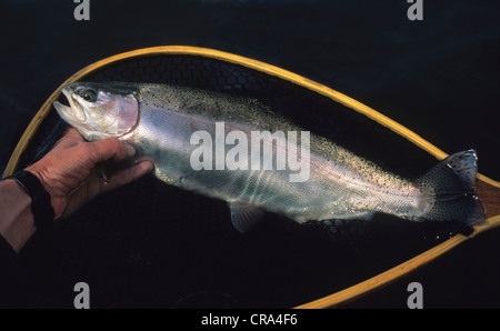 Fly fishing for trout, 2kg Rainbow trout (Oncorhynchus mykiss) in landing net, Drakensberg, South Africa Stock Photo