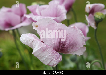 large mauve poppy flowers in bloom with rain drops on petals, close-up, looking down, Suffolk Garden, UK Stock Photo
