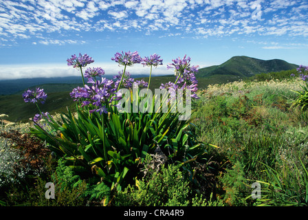 Agapanthus (Agapanthus praecox), Fynbos flora, Mossel Bay, Southern Cape, South Africa Stock Photo