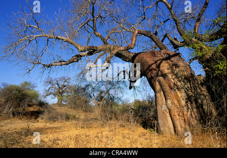 Baobab (Adansonia digitata), Kruger National Park, South Africa Stock Photo