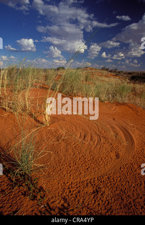 Kalahari scene, dune ridge, wind blown grasses create patterns in sand, Kgalagadi Transfrontier Park, South Africa, Africa Stock Photo