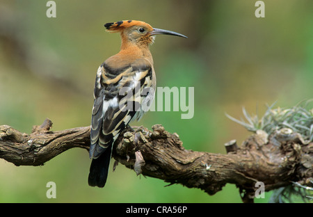 African Hoopoe (Upupa africana), Western Cape, South Africa, Africa Stock Photo