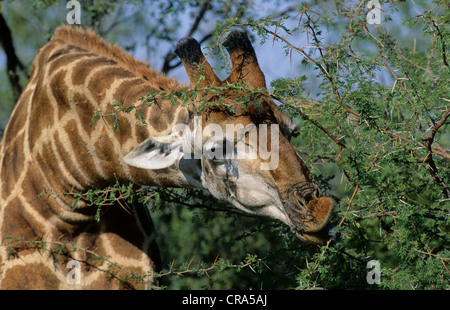 Giraffe (Giraffa camelopardalis), browsing on acacia, Kruger National Park, South Africa Stock Photo