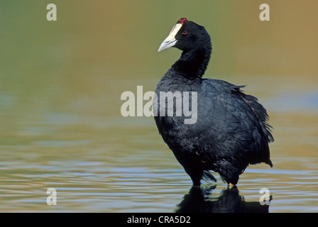 Red-knobbed Coot (Fulica cristata), Gauteng, South Africa Stock Photo