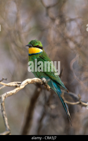 Swallow-tailed Bee-eater (Merops hirundineus), Kgalagadi Transfrontier Park, Kalahari, South Africa Stock Photo