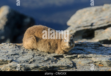Rock Hyrax (Procavia capensis), Tsitsikamma National Park, South Africa, Africa Stock Photo