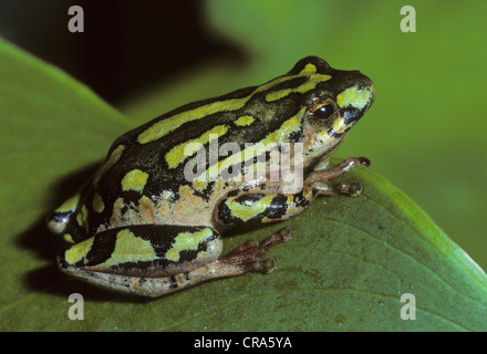 Painted Reed Frog (Hyperolius spp), Kwa-ZuluNatal, South Africa, Africa Stock Photo