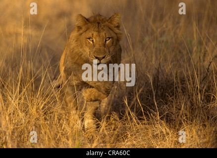 Young lion (Panthera leo), running, Kruger National Park, South Africa, Africa Stock Photo