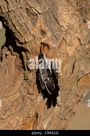 Southern Yellow-billed Hornbill (Tockus leucomelas), male feeding female at nest, Kgalagadi Transfrontier Park, South Africa Stock Photo