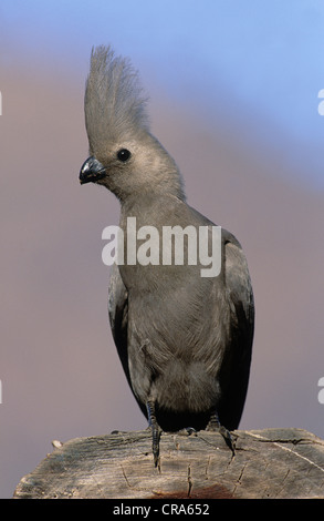 Grey Go-away-bird (Corythaixoides concolor), Kruger National Park, South Africa, Africa Stock Photo