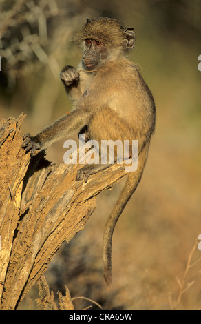 Chacma Baboon (Papio ursinus), Kruger National Park, South Africa, Africa Stock Photo