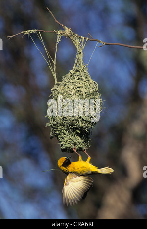 Village Weaver (Ploceus cucullatus), courtship display at nest, KwaZulu-Natal, South Africa, Africa Stock Photo