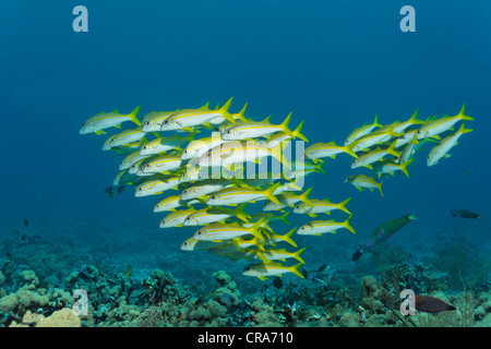 School of Yellowfin Goatfish (Mulloidichthys vanicolensis) swimming above coral reef, Great Barrier Reef