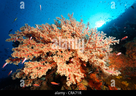 Bushy red Soft Coral (Siphonogorgia godeffroyi) on coral reef, Great Barrier Reef, UNESCO World Heritage Site, , Australia Stock Photo