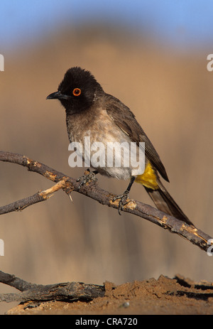 Black-fronted Bulbul (Pycnonotus nigricans), Kgalagadi Transfrontier Park, Kalahari, South Africa, Africa Stock Photo