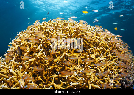 School of Yellowstriped Cardinalfish (Apogon cyanosoma) in front of Finger Coral (Porites attenuata) on coral reef Stock Photo