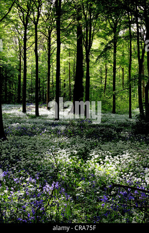 This image of Dalkeith Country Park near Edinburgh, Scotland shows an old woodland with native bluebells and wild garlic. Stock Photo