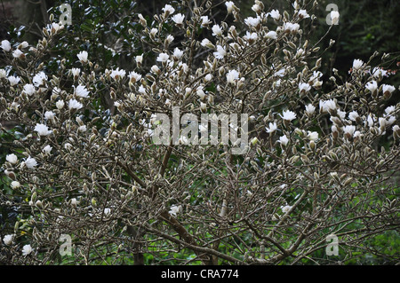 A magnolia stellata alba shrub in bloom in a spring garden UK Stock Photo