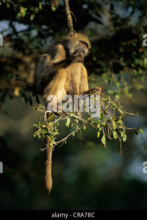 Chacma Baboon (Papio ursinus), Kruger National Park, South Africa, Africa Stock Photo