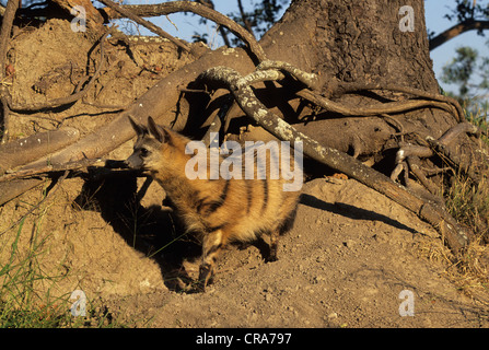 AARDWOLF Proteles cristatus Stock Photo - Alamy