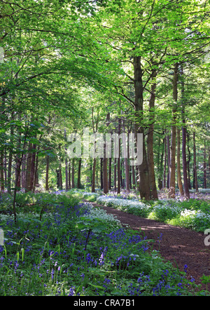 This image of Dalkeith Country Park near Edinburgh, Scotland shows an old woodland with bluebells and wild garlic or Ramsons. Stock Photo