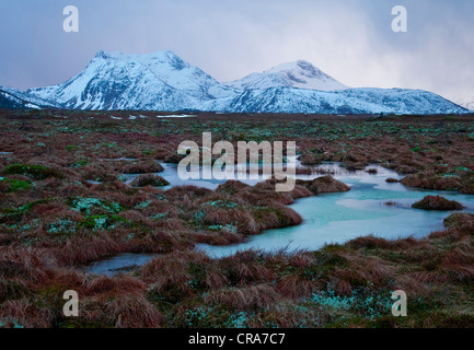 Snowy mountain Svarttinden with peat moss and a small lake in the foreground, Gimsøy island, Lofoten, Norway, Europe Stock Photo