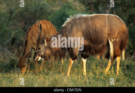 Nyala (Tragelaphus angasii), male and female, Kapama Game Reserve, Greater Kruger National Park, South Africa, Africa Stock Photo