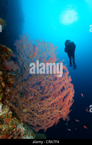 Scuba diver looking at red, unidentified coral sea fan on coral reef, steep wall, backlit, sun, Great Barrier Reef Stock Photo