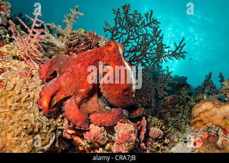 Octopus (Octopus vulgaris), red, sitting on coral reef, Great Barrier Reef, UNESCO World Heritage Site, , Australia, Pacific Stock Photo