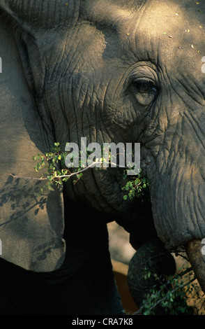 African Elephant (Loxodonta africana), browsing, Sabi Sabi, Greater Kruger National Park, South Africa, Africa Stock Photo