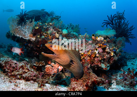 Giant Moray (Gymnothorax javanicus), looking out from coral block in a threatening manner, coral reef, Great Barrier Reef Stock Photo