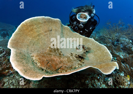 Scuba diver watching a Tasseled Wobbegong (Eucrossorhinus dasypogon) in Platform Coral (Coscinarea macneilli), coral reef