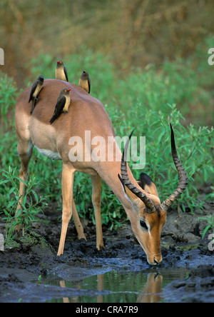 Impala (Aepyceros melampus), with Red-billed Oxpeckers (Buphagus erythrorhynchus), Kruger National Park, South Africa, Africa Stock Photo