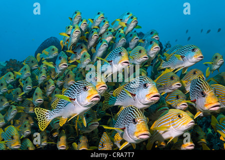 Shoal of Oriental Sweetlips (Plectorhinchus vittatus) and Ribboned Sweetlips (Plectorhinchus polytaenia) swimming above a coral Stock Photo
