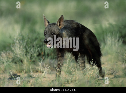 Brown Hyena (Hyaena brunnea), Kgalagadi Transfrontier Park, Kalahari, South Africa, Africa Stock Photo