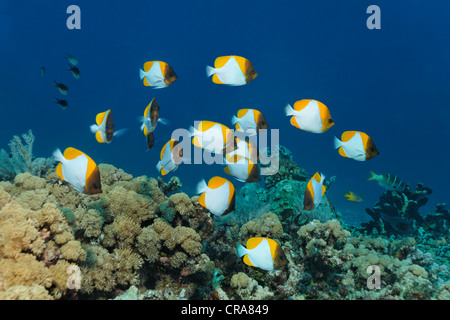 Shoal of Yellow Pyramid Butterflyfish (Hemitaurichthys polylepis) swimming above a coral reef, Great Barrier Reef Stock Photo