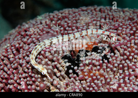 Network Pipefish (Corythoichthys flavofasciatus), lying on stony coral, Great Barrier Reef, UNESCO World Heritage Site Stock Photo