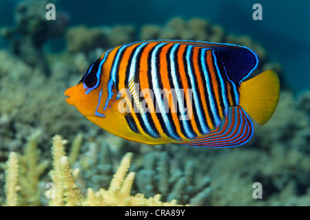 Regal Angelfish (Pygoplites diacanthus), swimming above Stony Coral (Acropora), Great Barrier Reef, UNESCO World Heritage Site Stock Photo