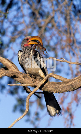 Southern Yellow-billed Hornbill (Tockus leucomelas), eating scorpion, Kgalagadi Transfrontier Park, South Africa, Africa Stock Photo