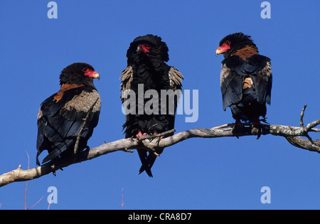 Bateleur (Terathopius ecaudatus), Kruger National Park, South Africa, Africa Stock Photo