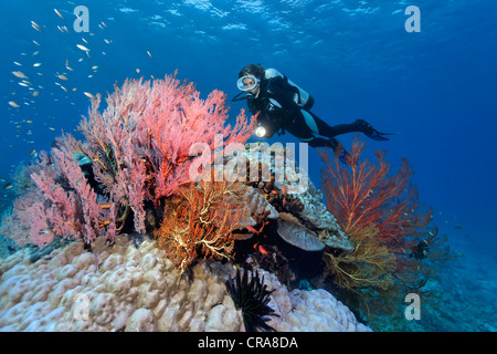 Scuba diver observing various Sea Fans (Melithaea sp.), stone corals and sponges, Great Barrier Reef, UNESCO World Heritage Site Stock Photo