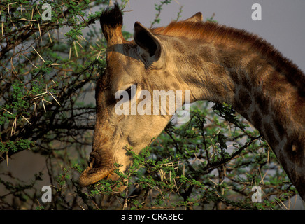 Giraffe (Giraffa camelopardalis), browsing on acacia, Kruger National Park, South Africa, Africa Stock Photo