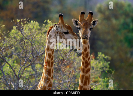 Giraffe (Giraffa camelopardalis), Kruger National Park, South Africa, Africa ***RESTRICTION: Use: calendar and greeting card Stock Photo
