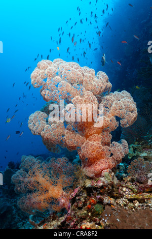 Red soft coral (Dendronephtya sp.) with polys exposed filtering ...